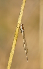 Sympecma fusca