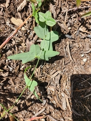 Passiflora tenuiloba