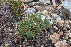 Sibbaldia procumbens