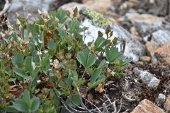 Sibbaldia procumbens