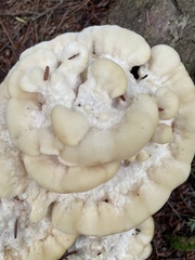 Climacodon septentrionalis