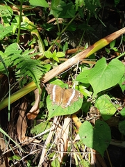 Anartia fatima
