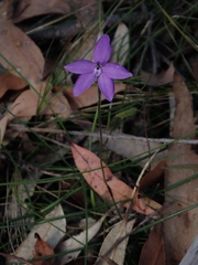 Glossodia minor