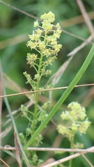 Reseda lutea