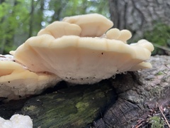 Climacodon septentrionalis