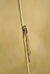 Sympecma fusca