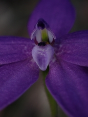 Glossodia minor