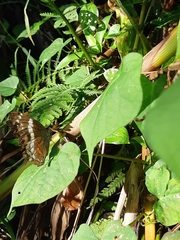 Anartia fatima