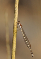 Sympecma fusca