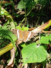 Anartia fatima