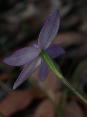 Glossodia minor