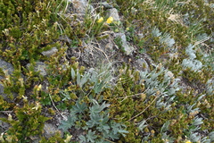 Potentilla glaucophylla