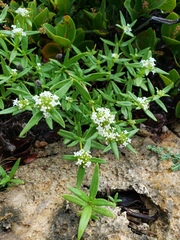 Mitracarpus polycladus