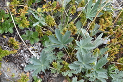 Potentilla glaucophylla
