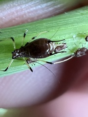 Uroleucon sonchi