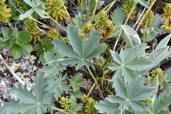 Potentilla glaucophylla