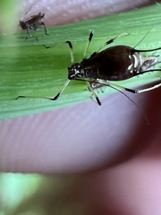 Uroleucon sonchi