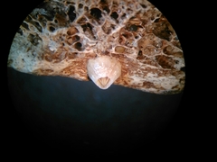 Balanus trigonus