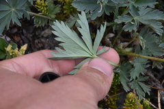 Potentilla glaucophylla