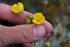 Potentilla glaucophylla