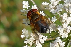 Phasia hemiptera
