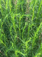 Artemisia salsoloides