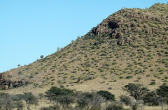 Aloidendron dichotomum