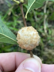 Striatoandricus aciculatus