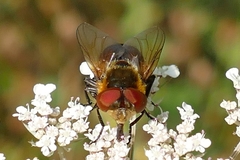 Phasia hemiptera