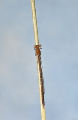 Sympecma fusca