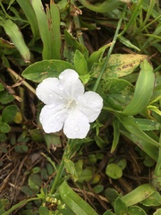 Ruellia caroliniensis