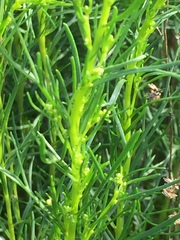 Artemisia salsoloides