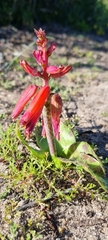 Lachenalia bulbifera