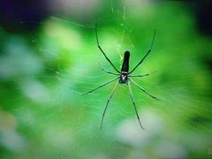 Nephila kuhli