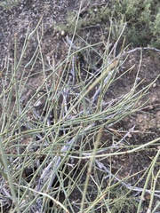 Ephedra torreyana