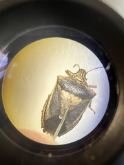 Carpocorini