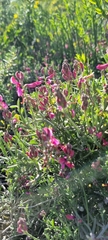 Indigofera sp-aff-platypoda