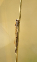 Sympecma fusca