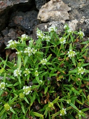 Mitracarpus polycladus