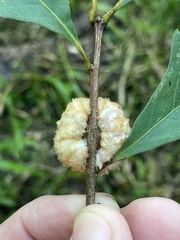 Striatoandricus aciculatus