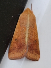 Noctuinae