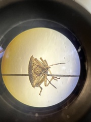 Carpocorini
