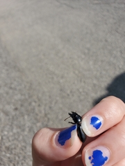 Scarites subterraneus