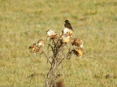 Hymenops perspicillatus