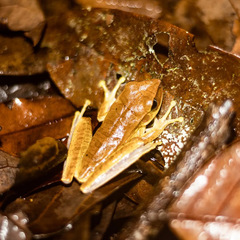 Boana multifasciata