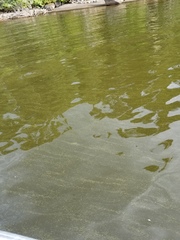 Gloeotrichia echinulata