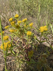 Flaveria campestris