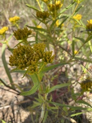 Flaveria campestris
