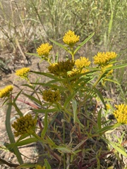 Flaveria campestris