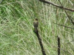 Empidonax